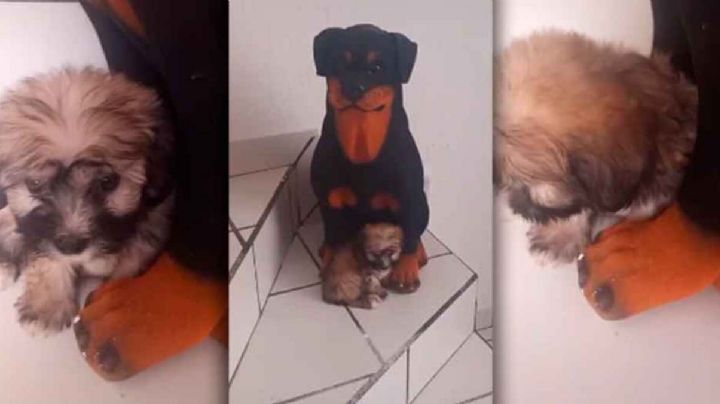 ¡Ternura! Video: Perrito pensó que su mamá era una alcancía y le dio cariño