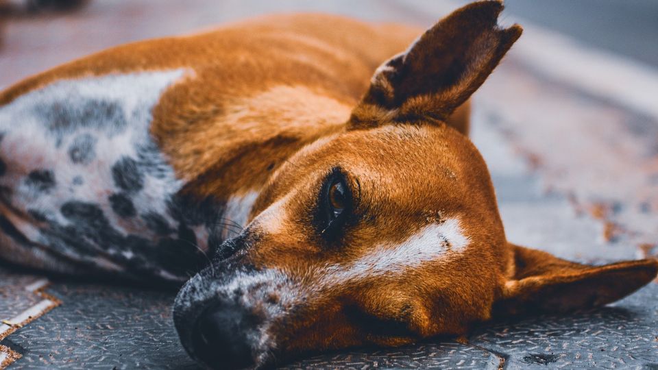 De acuerdo a reportes en las redes sociales, encontraron al menos 3 perros muertos y sin intestinos en una colonia de la capital tamaulipeca