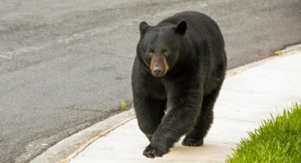 ¡Indignante! Video capta cómo un hombre ahuyenta a un oso con gas lacrimógeno