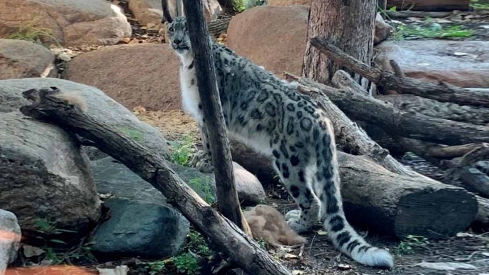 El felino presentó síntomas de covid-19