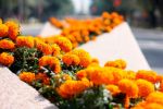 Flor de cempasúchil: receta y sus beneficios para la salud