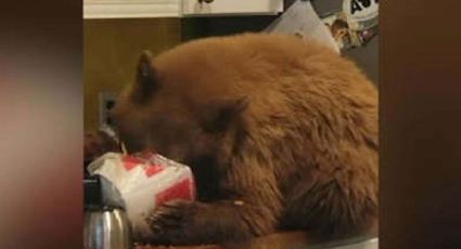 VIDEO: Hombre encuentra oso comiendo KFC en su casa