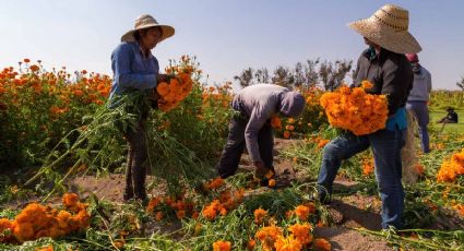 La mexicana flor de cempasúchil ya es "made in China"