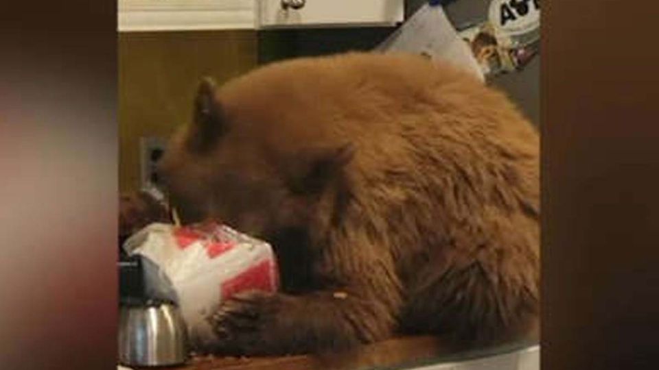 Uno de los osos se encontraba comiendo las sobras del pollo KFC que había dejado el hombre.