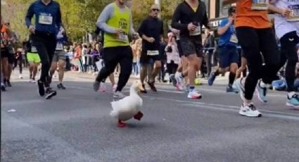 Pato "corre" la maratón en Nueva York y se vuelve viral