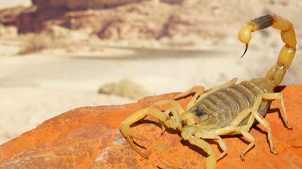 Los síntomas por picadura de escorpión son fuertes dolores en la zona de la picadura, fiebre, vómitos y diarrea.