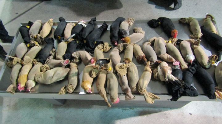 Laredo, Texas: Aseguran gallos de pelea y gallinas en carril SENTRI