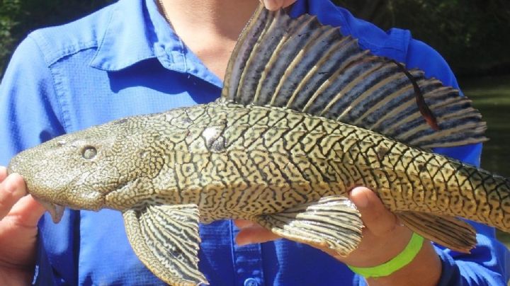 Residentes de San Antonio lanzan peces invasores al River Walk