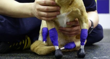 Perrita que perdió sus patas por maltrato animal vuelve a caminar gracias a 4 prótesis