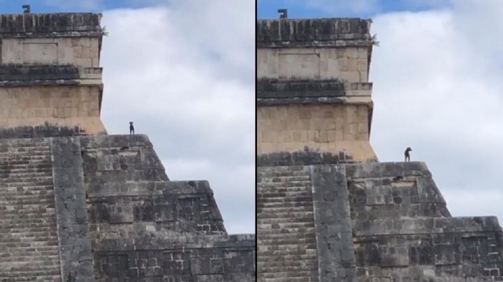 VIDEO VIRAL: Perrito sube a la cima de Chichen Itzá “rompiendo las reglas”