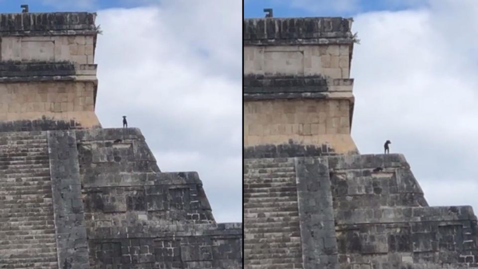 En el video se puede escuchar a una mujer reír y decirle al animalito que se baje