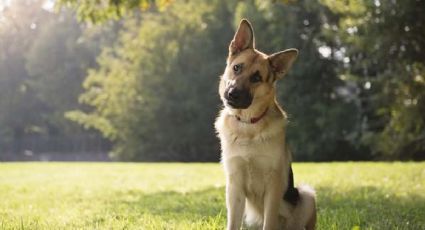 Expertos descubren por qué los perros ladean la cabeza al escuchar a su dueño