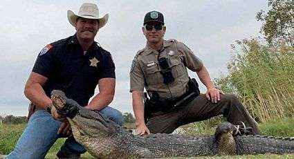 ¡De película! capturan a cocodrilo gigante... ¡En el drenaje de Jefferson, TEXAS!