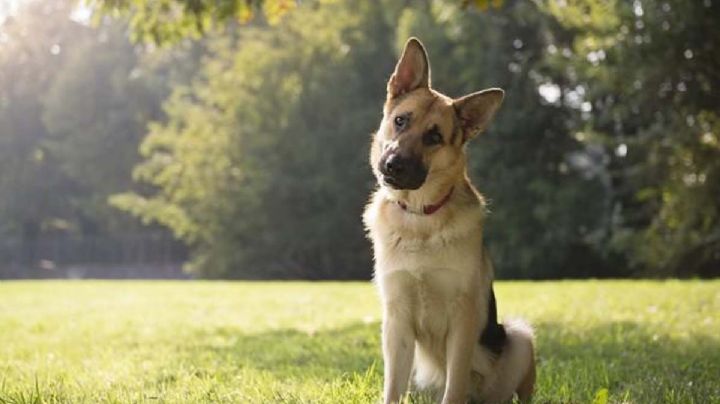 Expertos descubren por qué los perros ladean la cabeza al escuchar a su dueño