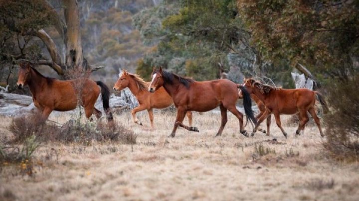 Sacrificarán 10 mil caballos salvajes en Australia