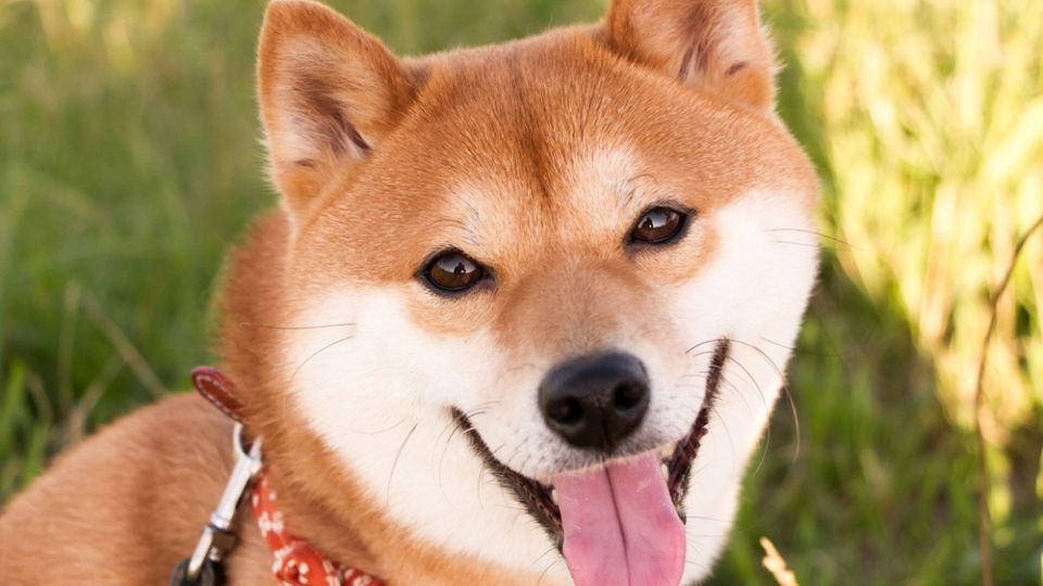 Deng Deng es el nombre de este perrito abandonado en un centro de adiestramiento canino en Pekín, China