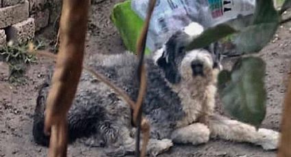 Madre y padrastro culpan a perro de abusar de niña de 9 años