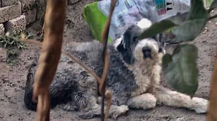 Madre y padrastro culpan a perro de abusar de niña de 9 años