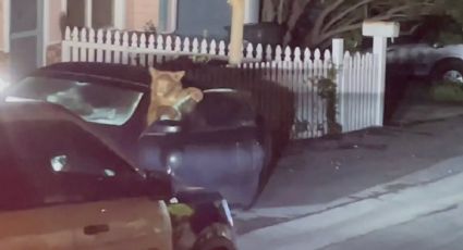 (VIDEO) ¡Osos revoltosos ! Un grupo de cachorros destruye un automóvil en medio de la noche.