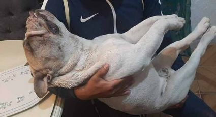 Muere perrito de un paro cardiaco por cohetes de la Virgen de Guadalupe