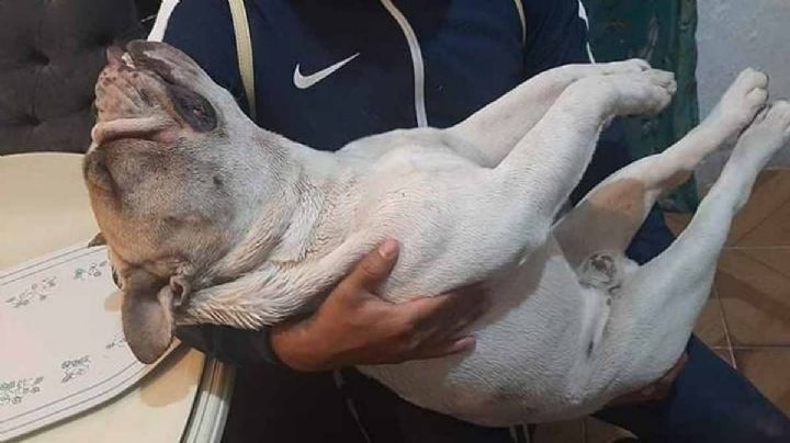 Muere perrito de un paro cardiaco por cohetes de la Virgen de Guadalupe