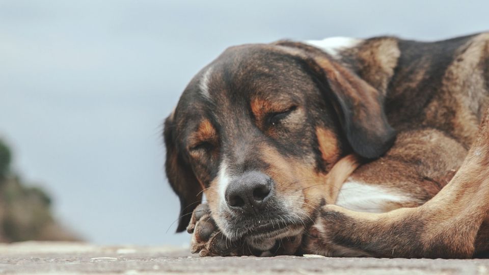 Cada 25 de diciembre la pareja joven brindan alimento a los perritos