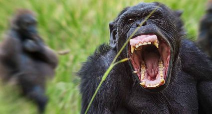 INSÓLITO: Chimpancés se organizan para masacrar gorilas; científicos están desconcertados