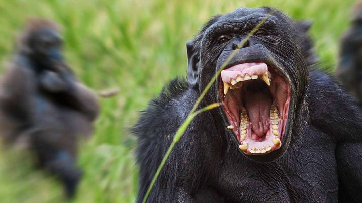 INSÓLITO: Chimpancés se organizan para masacrar gorilas; científicos están desconcertados