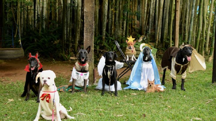 Pastorela de perritos se roba el corazón de los internautas