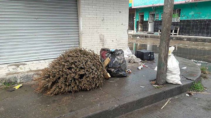 ¿Qué hacer con tu árbol de navidad natural?