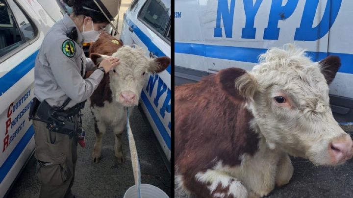 VIDEO: Ternera se fuga de matadero y la captura la policía; tiene nueva vida en refugio