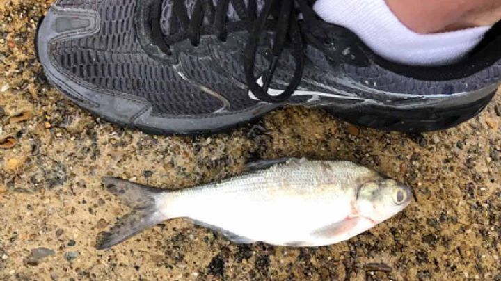 INSÓLITO: Llueven peces en Texarkana, Texas