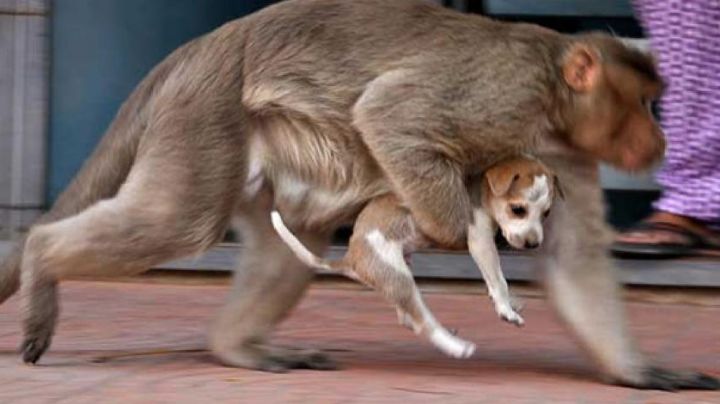 ¡Insólito! Monos toman venganza, mataron a 250 cachorros en la India