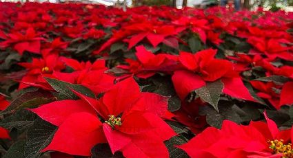 Cómo hacer que tu Flor de Nochebuena dure todo el año