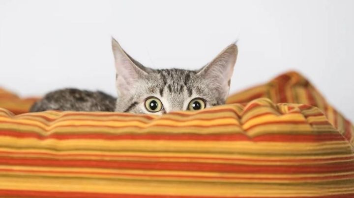 Pesadilla gatuna: Descubren cientos de gatos muertos en casa de Francia