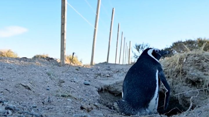 VIDEO: Asesinan cientos de pingüinos para construir un camino rural en Argentina