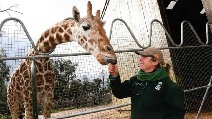 Murió Mutangi, la jirafa más longeva del mundo