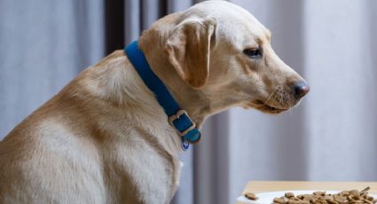 ¡Alto! Antes de comprar esas croquetas de perro revisa estos puntos