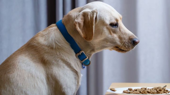 ¡Alto! Antes de comprar esas croquetas de perro revisa estos puntos
