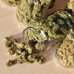 Beneficios y daños a la salud del uso lúdico de la marihuana