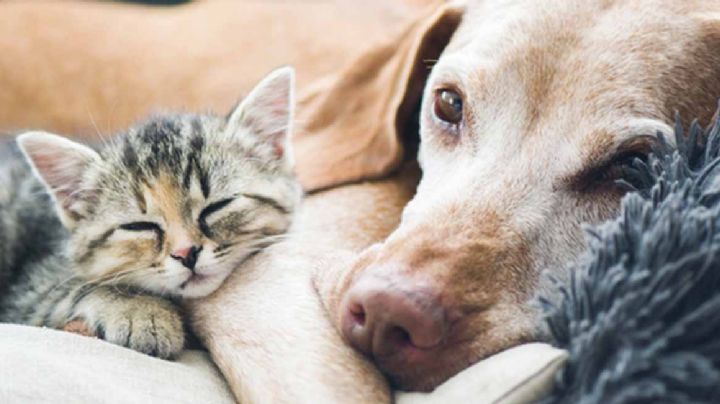 En España las mascotas serán considerados legalmente "miembros de la familia"