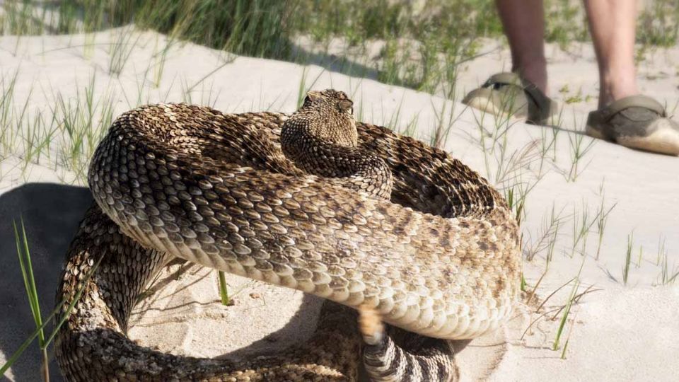 El joven falleció por no ser atendido a tiempo después del ataque del reptil