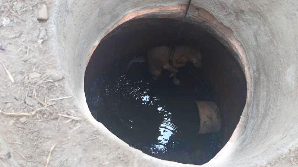 Los elementos de Protección pudieron salvarle la vida al lomito