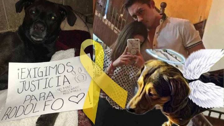 Exigen justicia para "Rodolfo Corazón" un perrito asesinado a machetazos