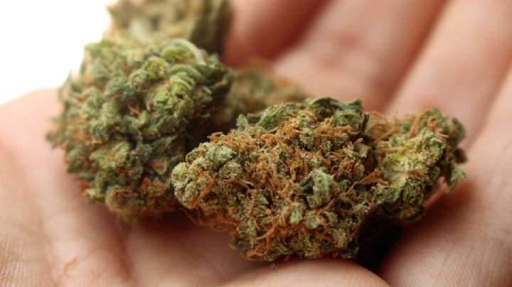 ¿Cómo puedo tramitar el permiso para el uso lúdico y recreativo de la mariguana?