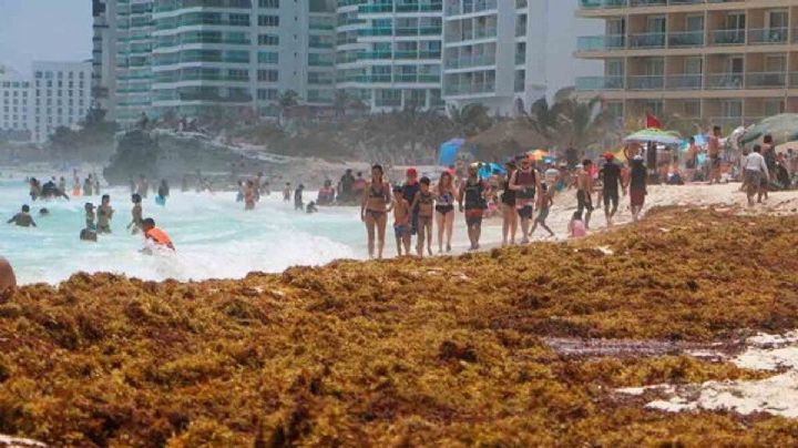 Se llenan de sargazo playas de Quintana Roo