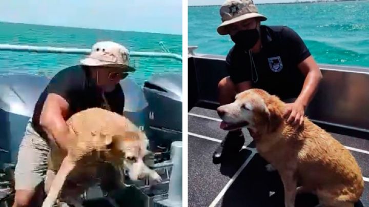 Bomberos rescatan a 'Wera', una perrita que era arrastrada por el mar en Yucatán (VIDEO)