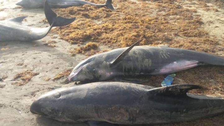 VIDEO: Alerta por muerte de más de 60 delfines y varias especies de peces en playas de Ghana