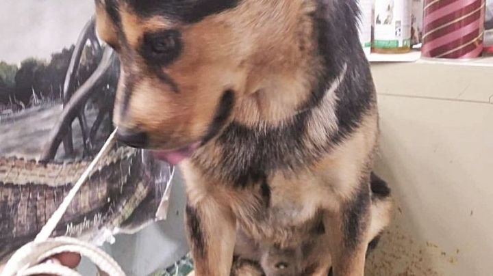 ‘Covito’ aún no halla familia