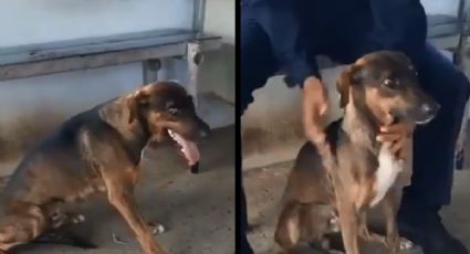 VIDEO: Detienen a perro mensajero; transportaba correo entre presos de una cárcel